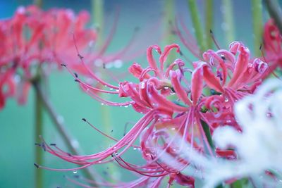 Close-up of pink flowers