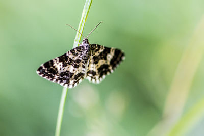 Close-up of butterfly on flower