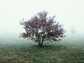 Trees in foggy weather