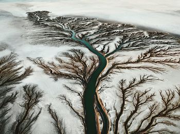 High angle view of plants during winter