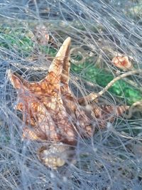 High angle view of dead plant on land