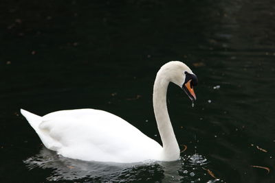 Swan swimming in lake