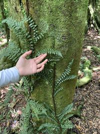 Cropped hand of woman touching trees in forest