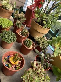 High angle view of potted plants on table