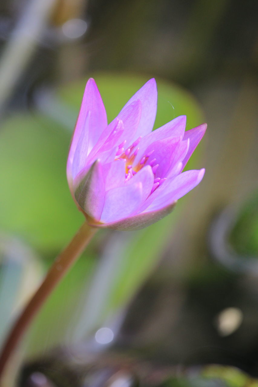 CLOSE-UP OF PINK CROCUS PLANT