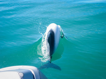 Close-up of fish swimming in sea