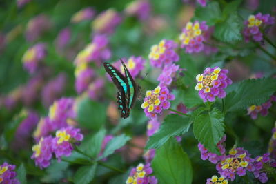 Close-up of butterfly on pink flowers