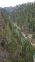 Scenic view of river in forest