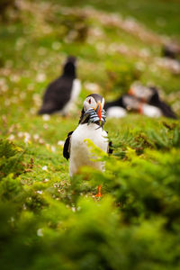 puffin with a