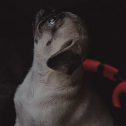 Close-up of a dog looking away