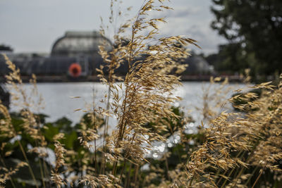 Close-up of plants by lake against sky