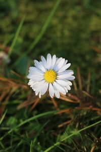 Close-up of white daisy flower on field