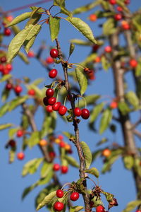 Low angle view of berries on tree