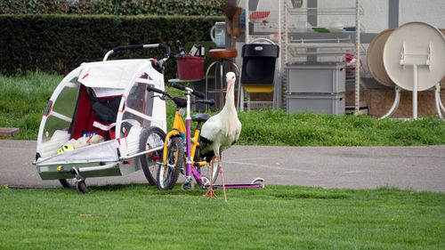 White storck in the park