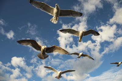 Low angle view of seagulls flying in sky