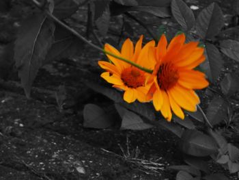 High angle view of orange flower