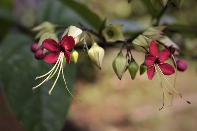 Close-up of pink flowering plant