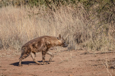 Side view of cat running