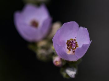 Close-up of flower blooming against black background
