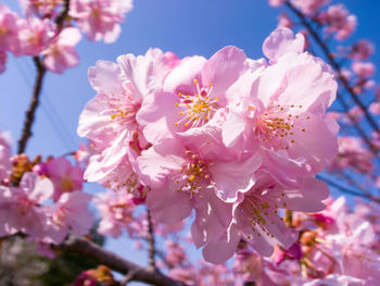 Close-up of pink cherry blossom