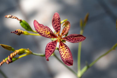 Close-up of orange flowering plant