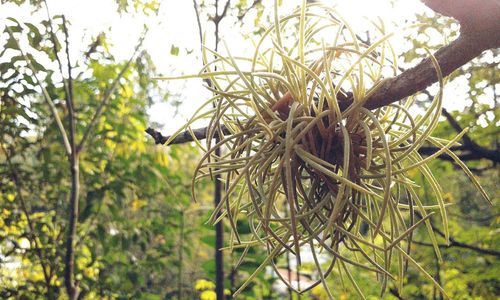 Close-up of plants growing on field against sky