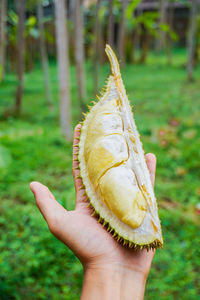 Midsection of person holding fruit