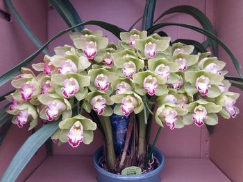 Close-up of pink flowers in pot