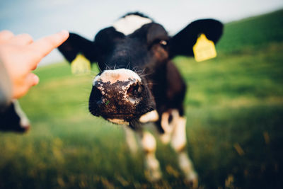 Close-up of cow on field