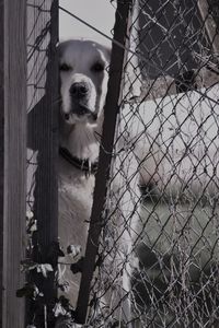 View of dog seen through fence