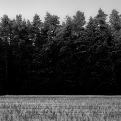 Scenic view of trees growing on field against sky