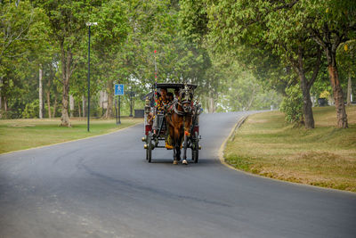 Horse cart on street by trees