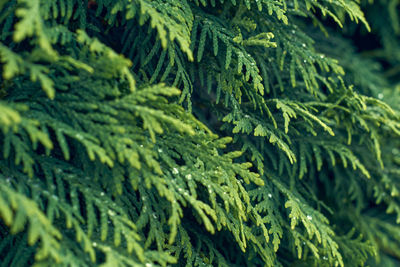 Close-up of pine tree. thuja green natural background