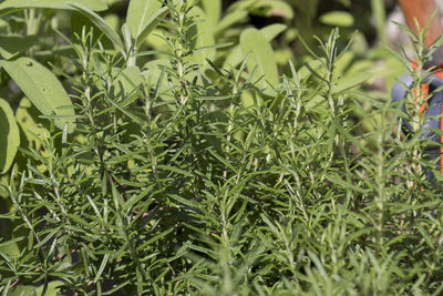 plant