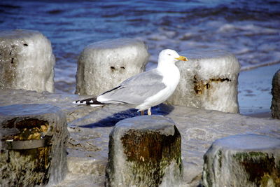 Seagulls perching on wooden post in sea