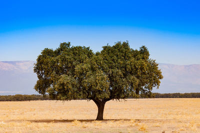 Trees on field against clear blue sky