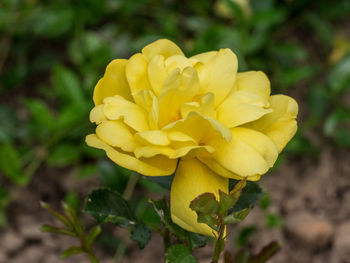 Close-up of yellow flower blooming outdoors