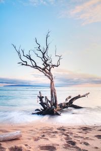 Bare tree on beach against sky