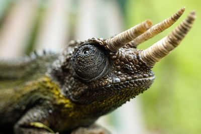 Close-up of lizard