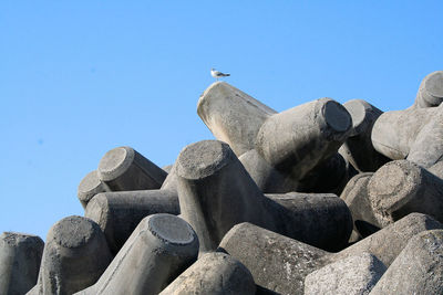 Low angle view of birds on rock against blue sky