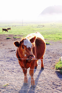 Cow behind bared wire fence