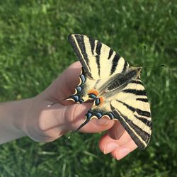 Close-up of butterfly on hand