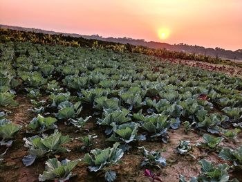 Close-up of plants growing on field against sky during sunset