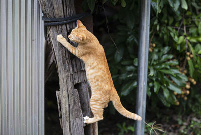 View of a cat looking away