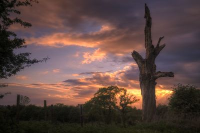 Trees on field against sky during sunset