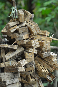 Stack of logs in forest