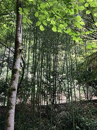 View of trees in forest