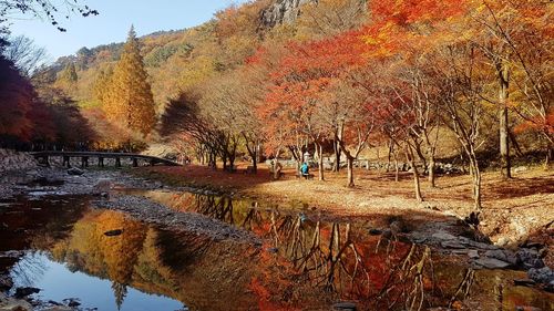 Trees in forest during autumn