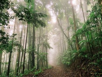Sunlight streaming through trees in forest