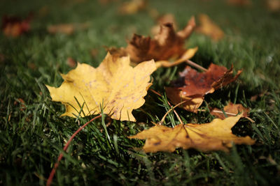 Close-up of yellow maple leaves on field